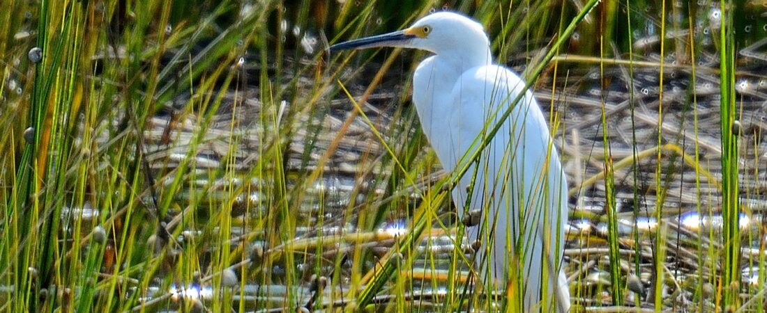 Backyard Birding at Crab Dock/Boat Ramp