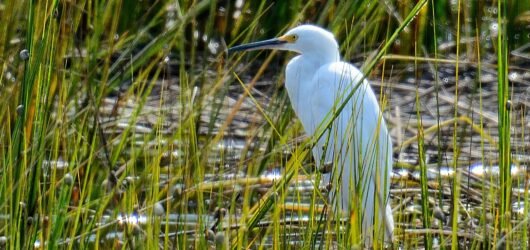 Backyard Birding at Crab Dock/Boat Ramp