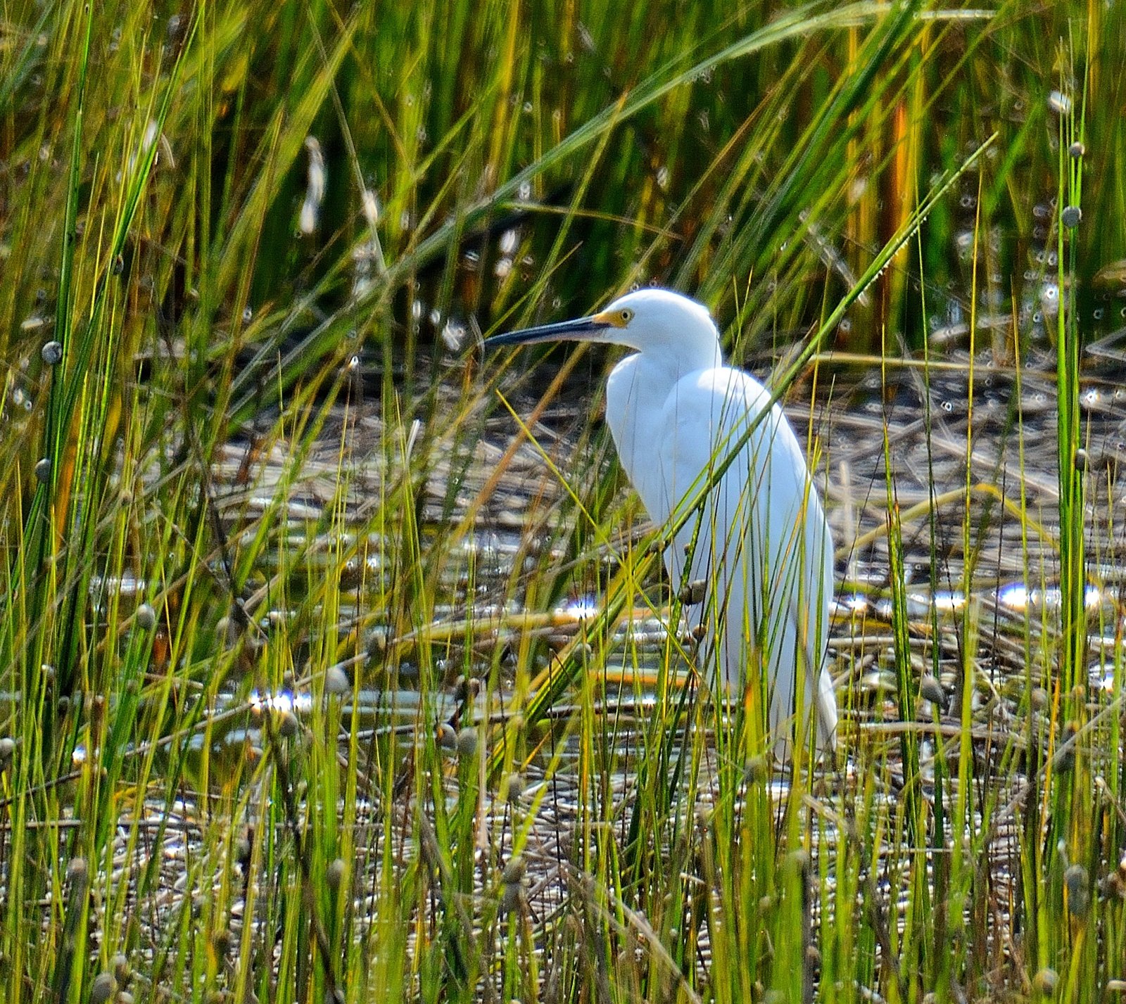 Backyard Birding at Crab Dock/Boat Ramp