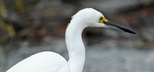 October Big Day – SIB style