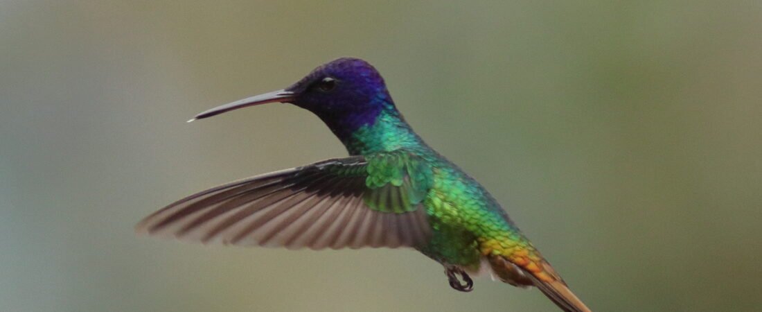 Birding Ecuador – Part 2 – Hummingbirds