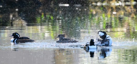 Hooded Mergansers have returned!