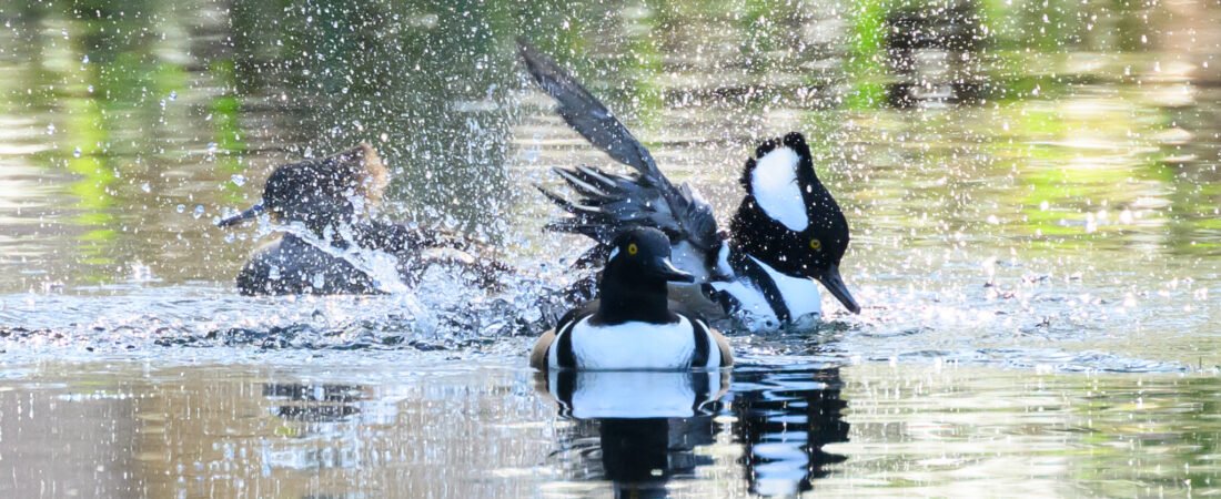 Join SIB:  Learning Together at Jenkins Point