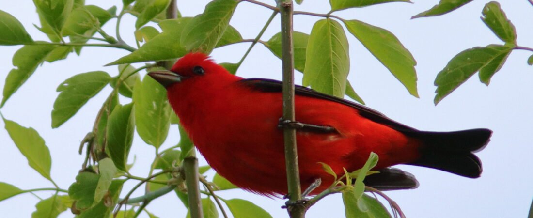 Ecuador Birding Adventure – Part 4 – Tanagers
