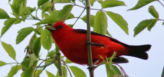 Ecuador Birding Adventure – Part 4 – Tanagers