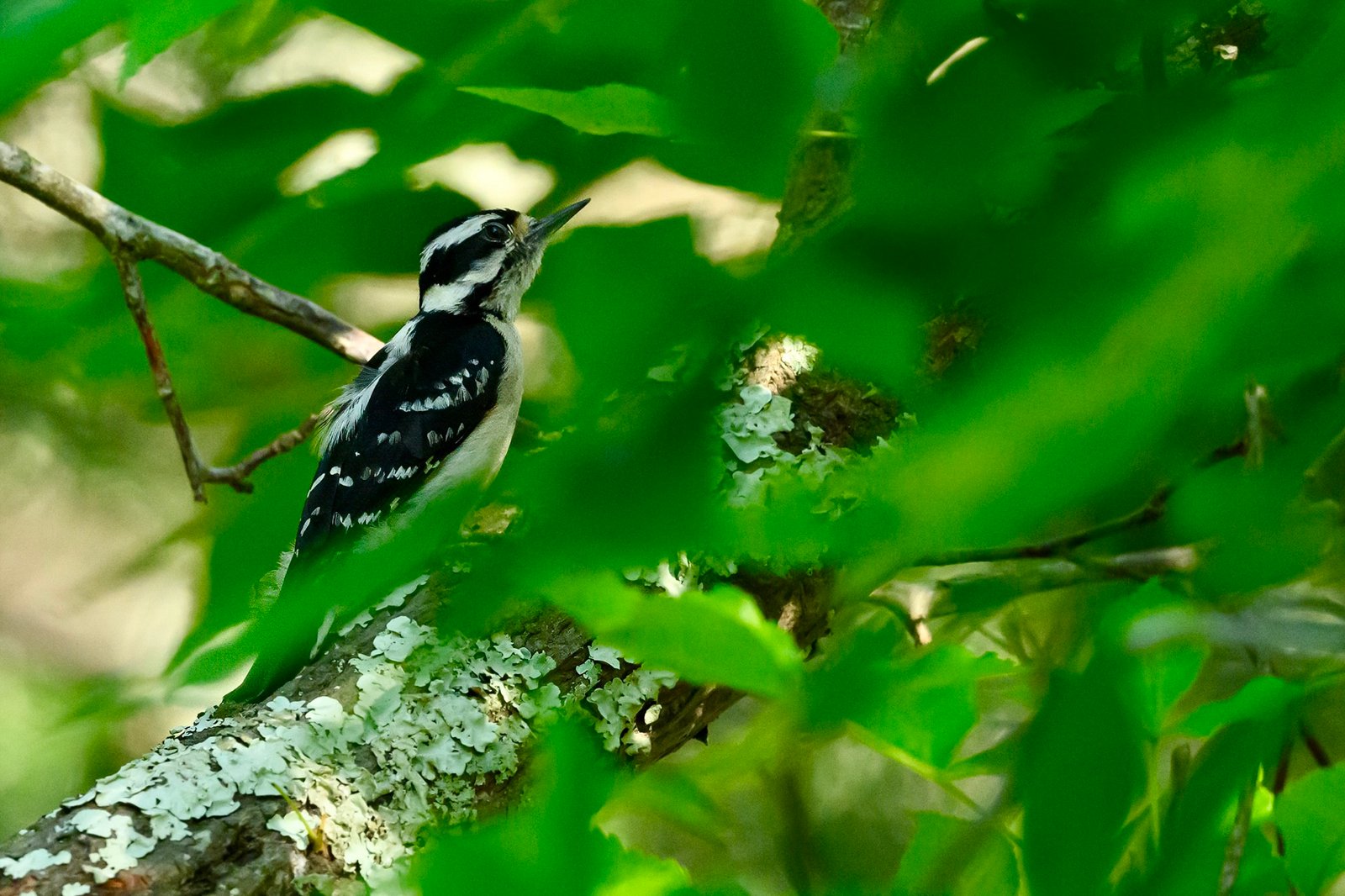 SIB Reports:  What do woodpeckers and tennis players have in common?