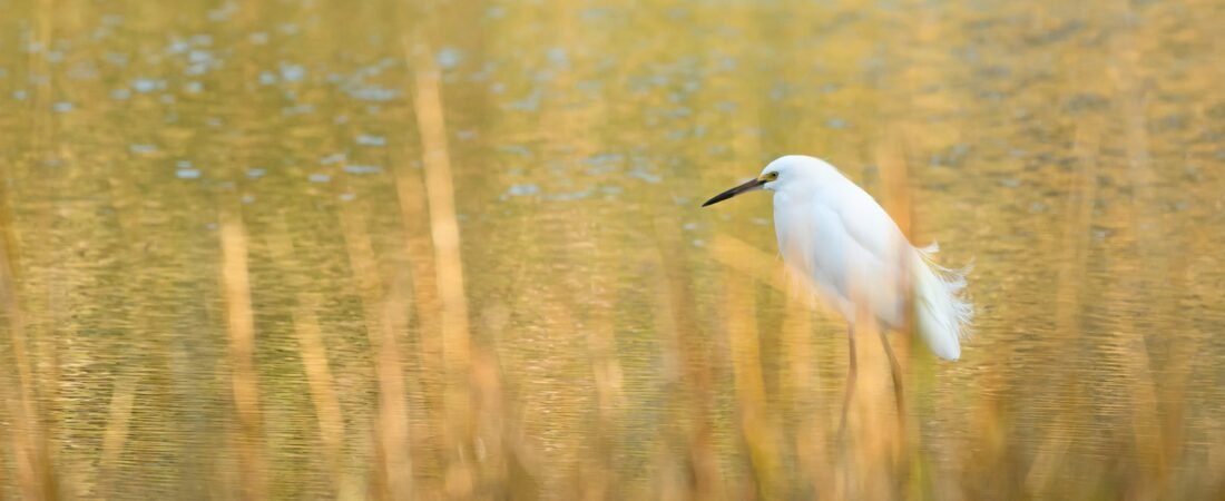 Birders’ reasons to be thankful
