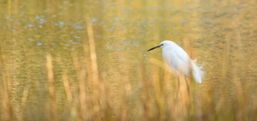 Birders’ reasons to be thankful