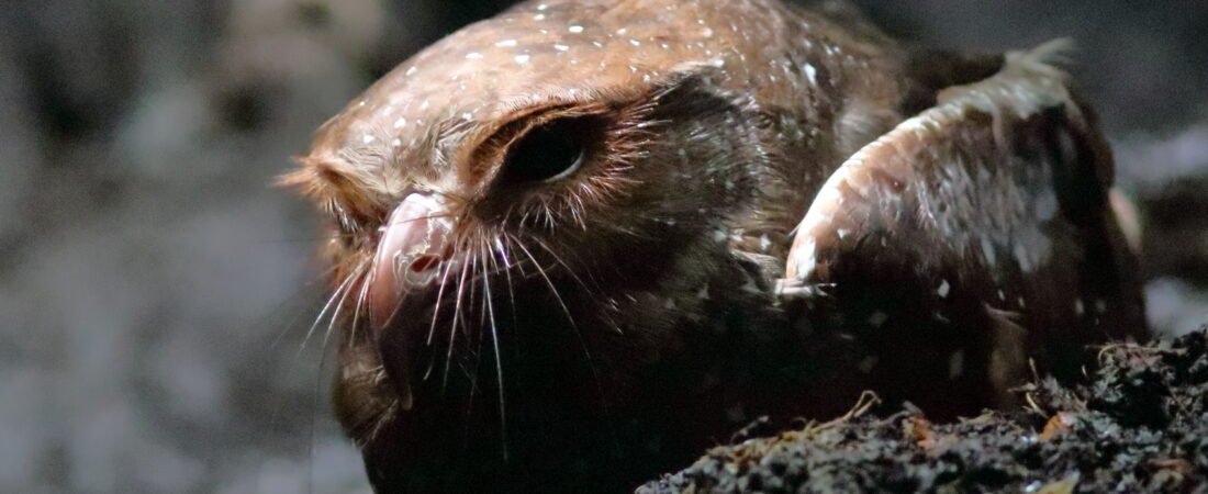 Ecuador Adventure Part 5 – Oddballs