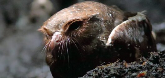 Ecuador Adventure Part 5 – Oddballs