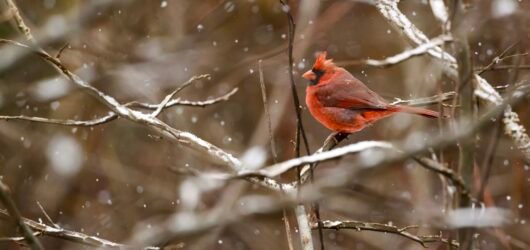 SIB Reports:  Helping birds in cold weather