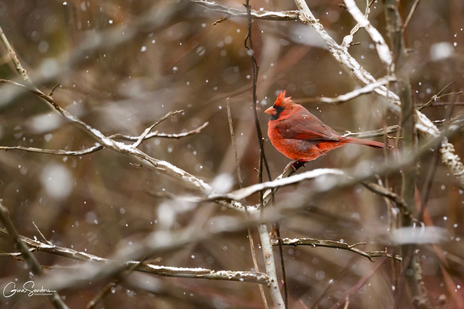SIB Reports:  Helping birds in cold weather