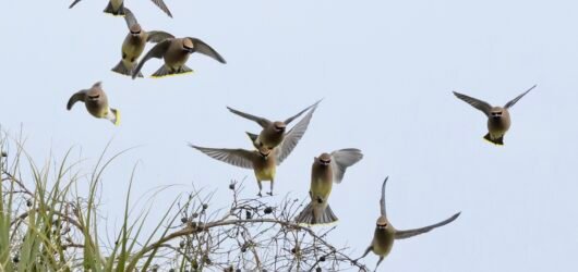 SIB “Bird of the Week” – Cedar Waxwing
