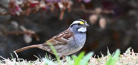 SIB “Bird of the Week” – White-throated Sparrow