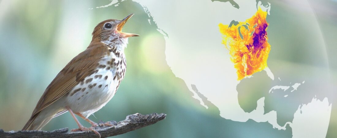 What is eBird?  And why should I use it?