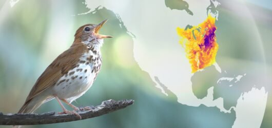 What is eBird?  And why should I use it?