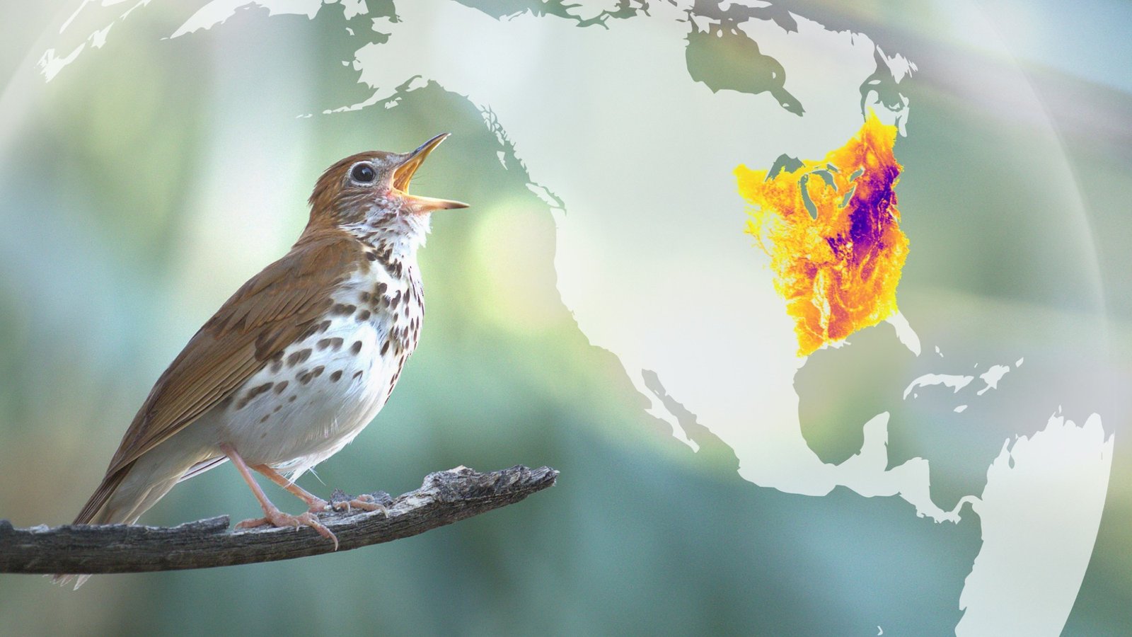 What is eBird?  And why should I use it?