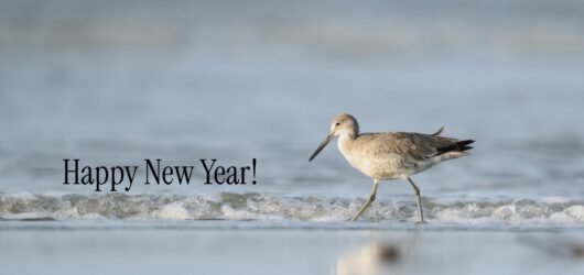 SIB Reports:  2026 Bird Challenge