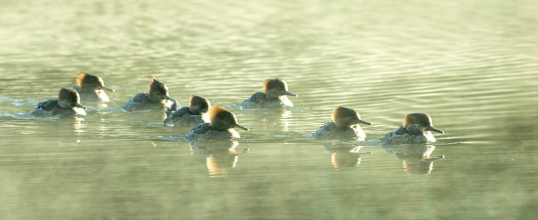 Volunteer to Assist with the Christmas Bird Count on Seabrook Island