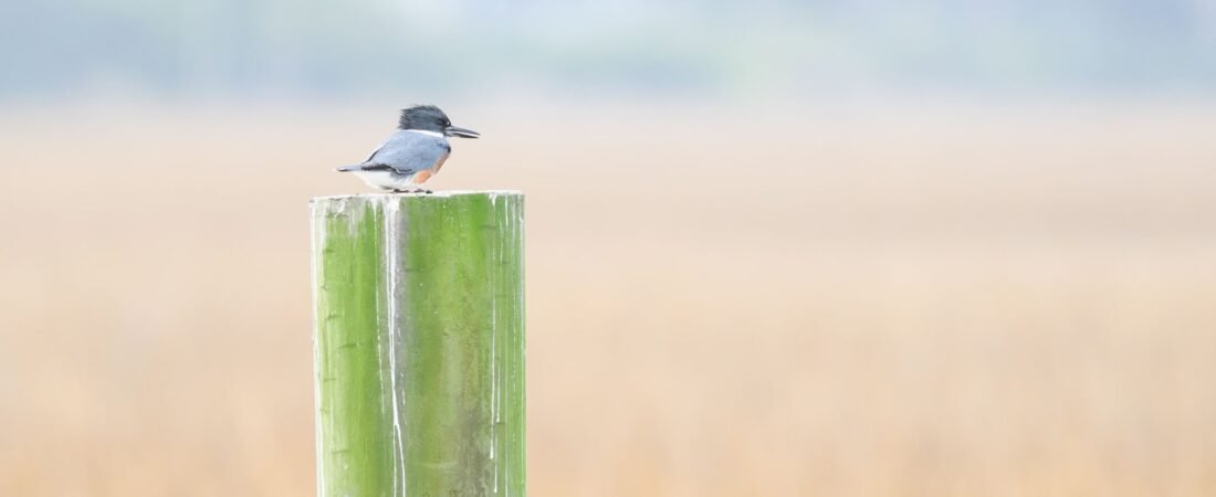 Slow Birding at the Boat Ramp/Crab Dock