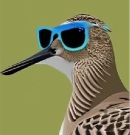 REMINDER! Register for Shorebird Stewards Presents Feb 26, 2026