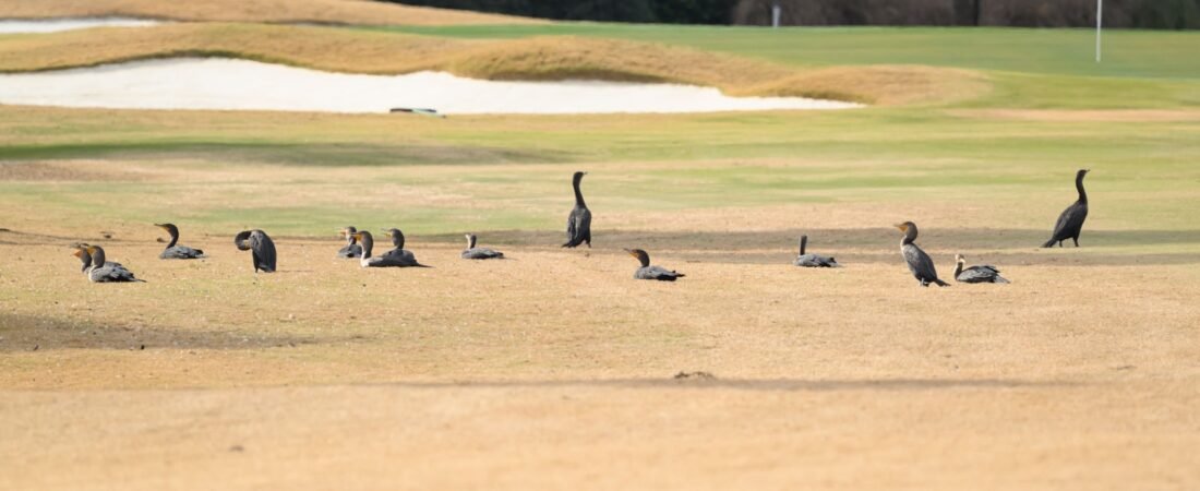 A look back at Christmas Bird Count