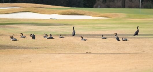 A look back at Christmas Bird Count