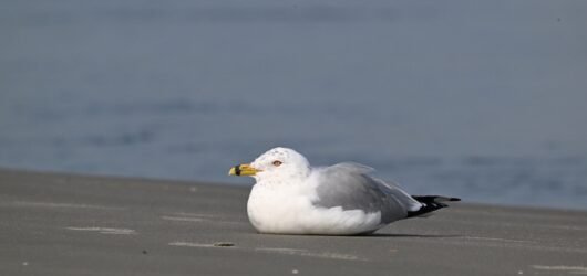 SIB “Bird of the Week” – Ring-billed Gull
