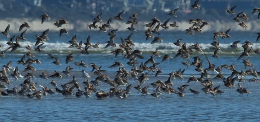 SIB “Bird of the Week” – Dunlin
