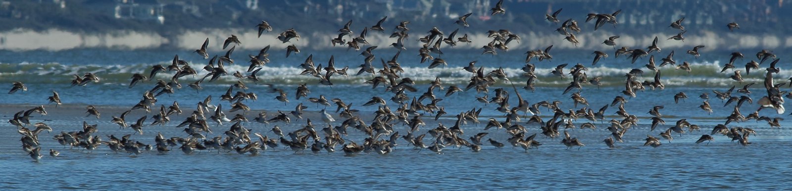 SIB “Bird of the Week” – Dunlin