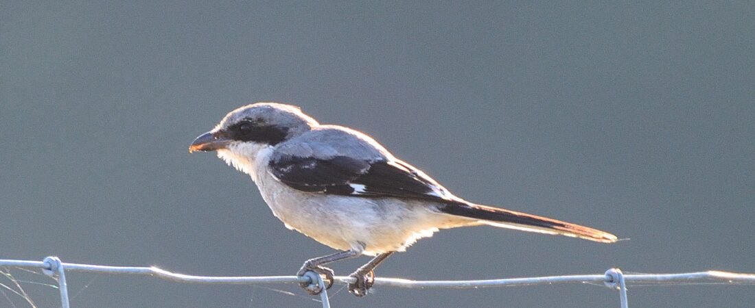 SIB “Bird of the Week” – Loggerhead Shrike