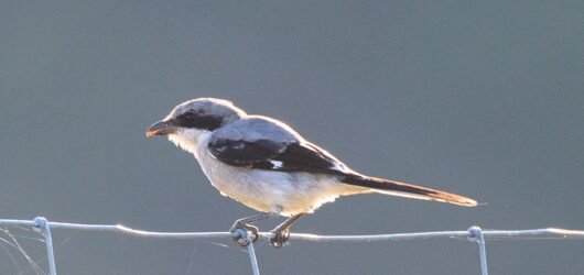 SIB “Bird of the Week” – Loggerhead Shrike