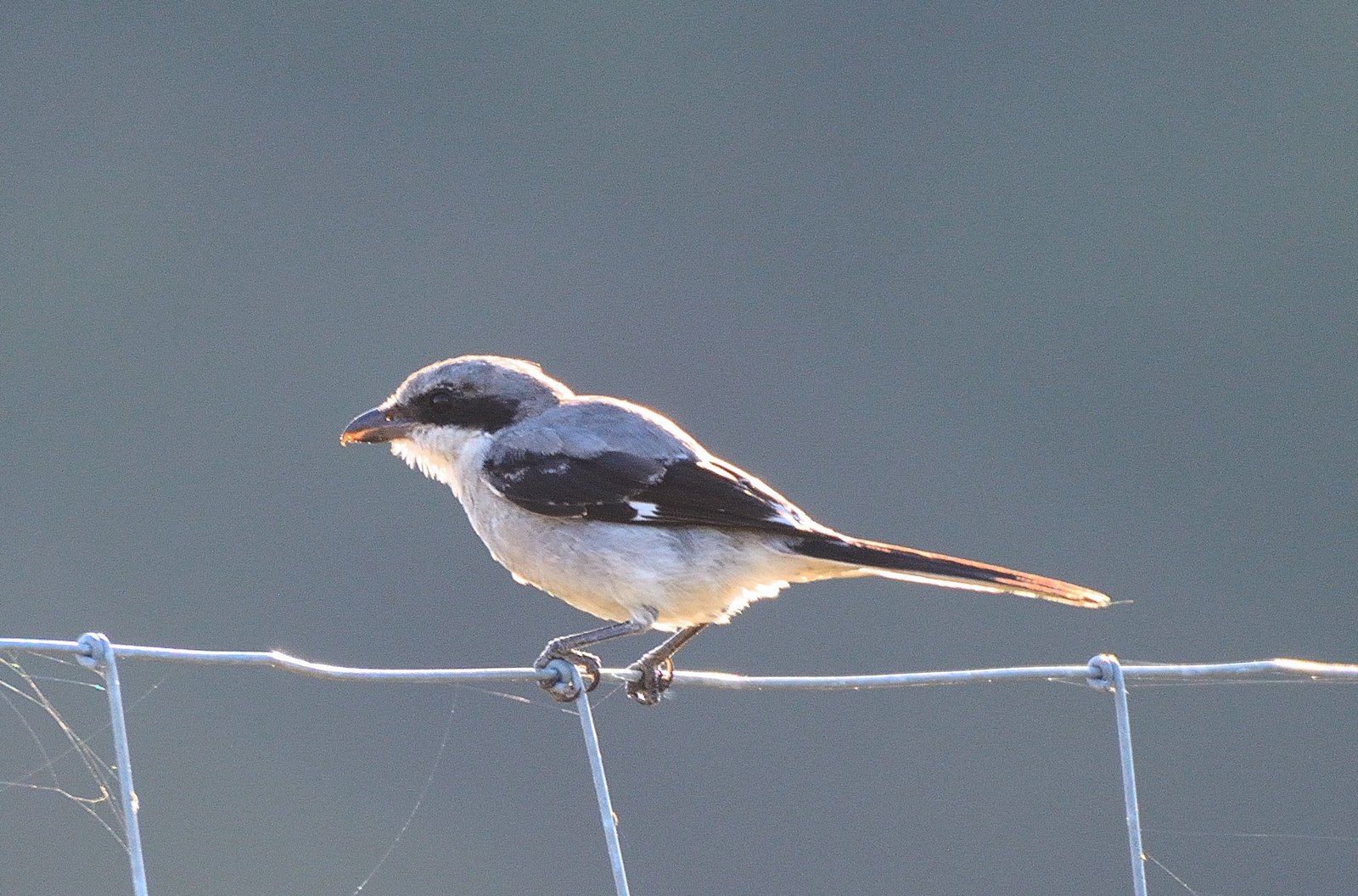 SIB “Bird of the Week” – Loggerhead Shrike
