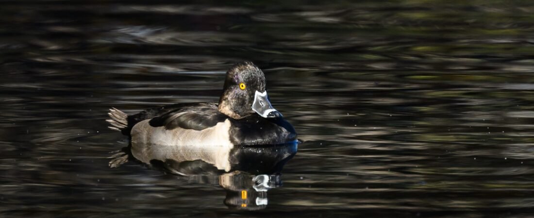 Join SIB – Beyond Our Backyard – Pitt Street Causeway to Watermark Lake