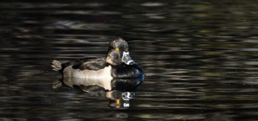 Join SIB – Beyond Our Backyard – Pitt Street Causeway to Watermark Lake