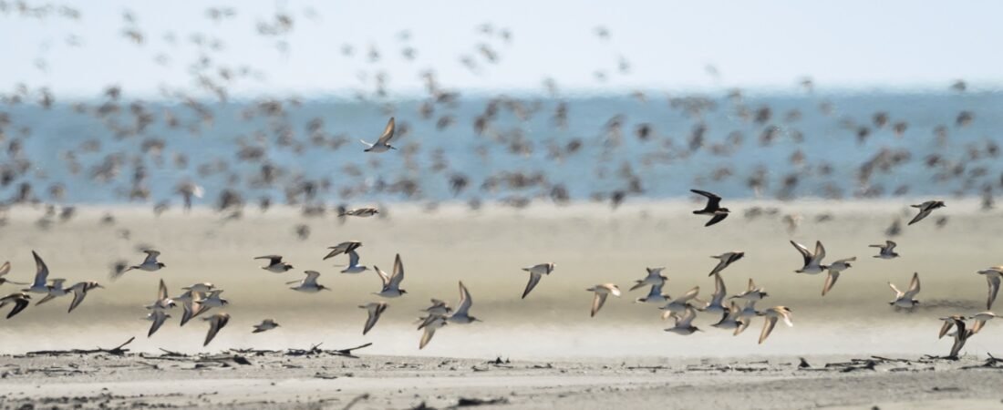 SIB Shorebird Steward Training