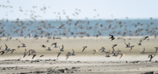 SIB Shorebird Steward Training