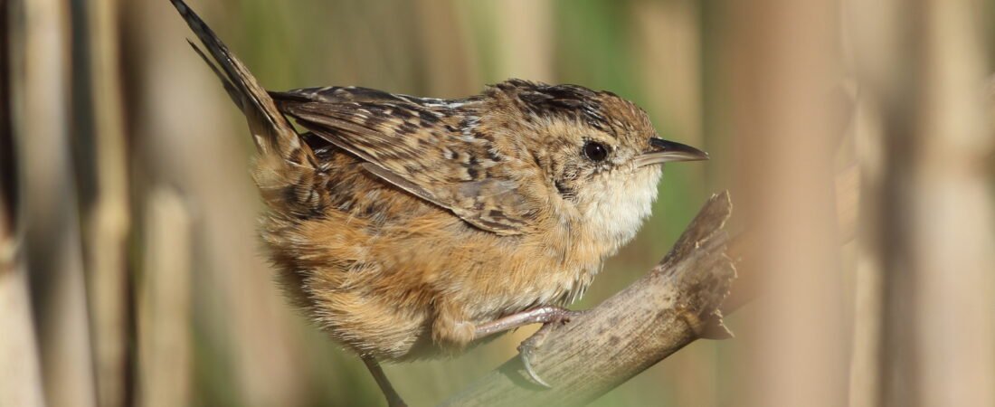 2025, A Year of Birding