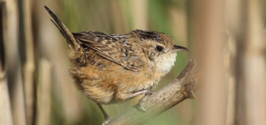 2025, A Year of Birding