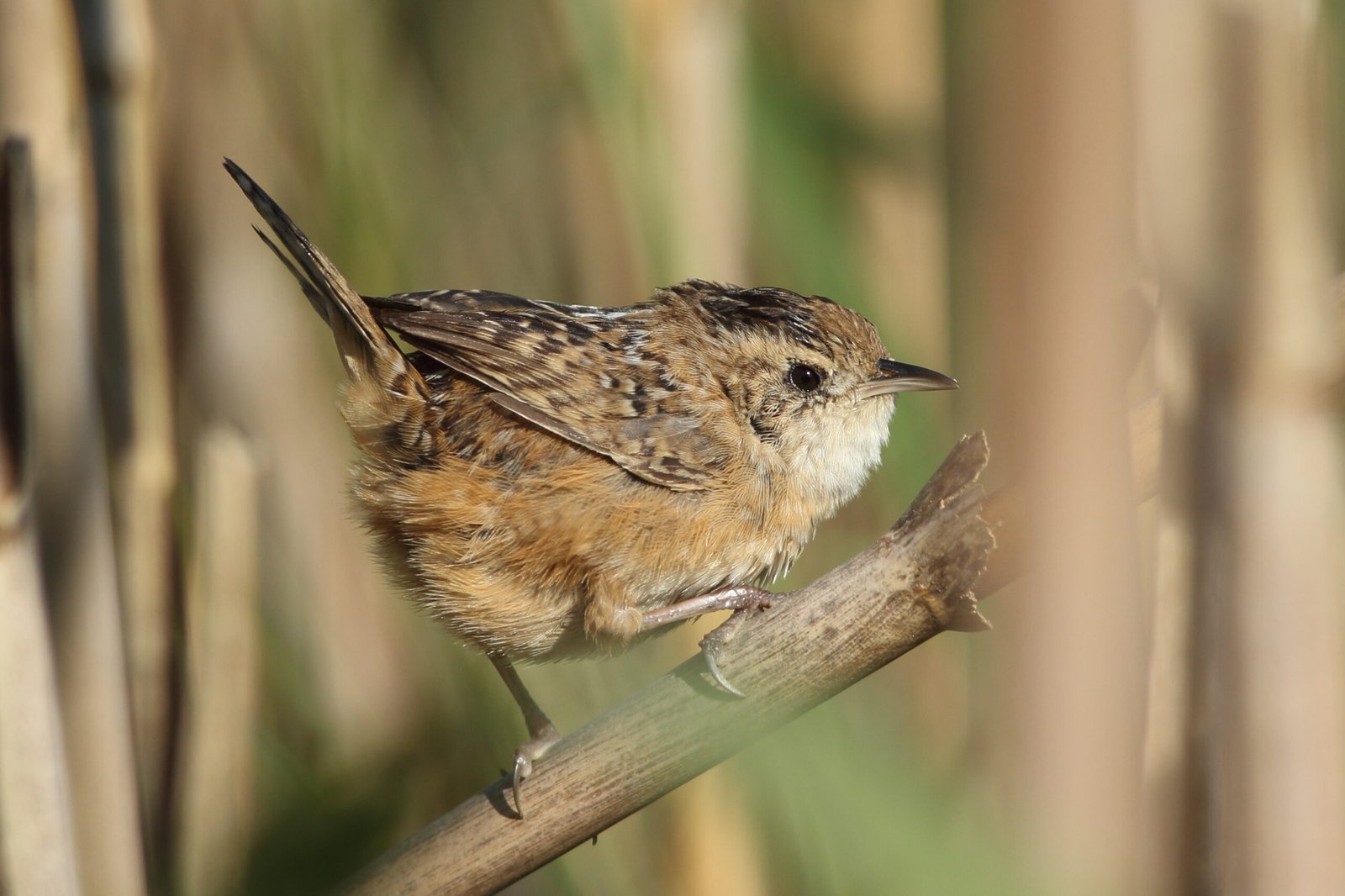 2025, A Year of Birding