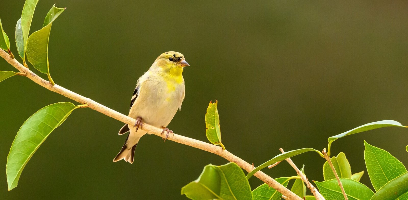 The Confusing American Goldfinch