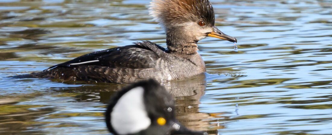 Join SIB: Learning Together at Palmetto Lake