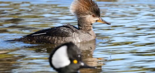 Join SIB: Learning Together at Palmetto Lake