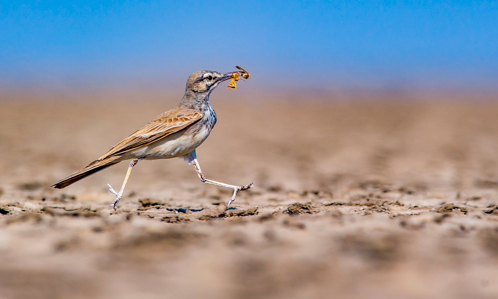 https://sibirders.info/wp-content/uploads/2026/02/hoopoe-lark-carrying-insect-for-chick-dhritiman-mukherjee_bsofcl.jpg