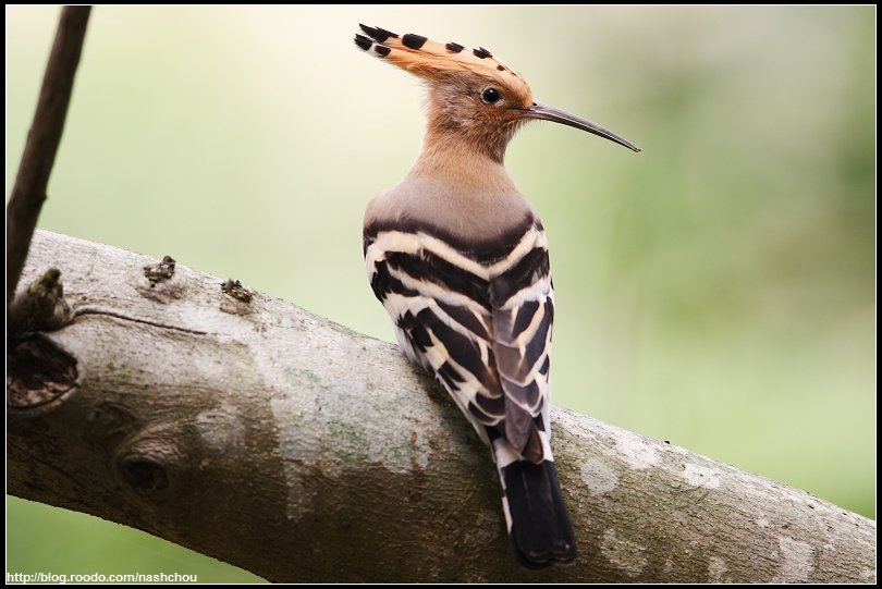 https://sibirders.info/wp-content/uploads/2026/02/hoopoe-nash-chou-fcc.jpg