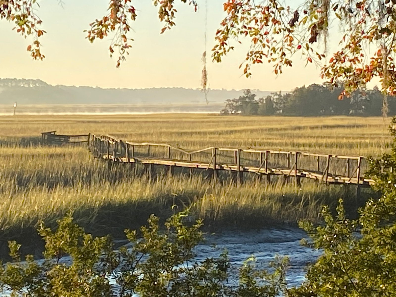 Join SIB: Beyond our Backyard – College of Charleston’s Stono Preserve