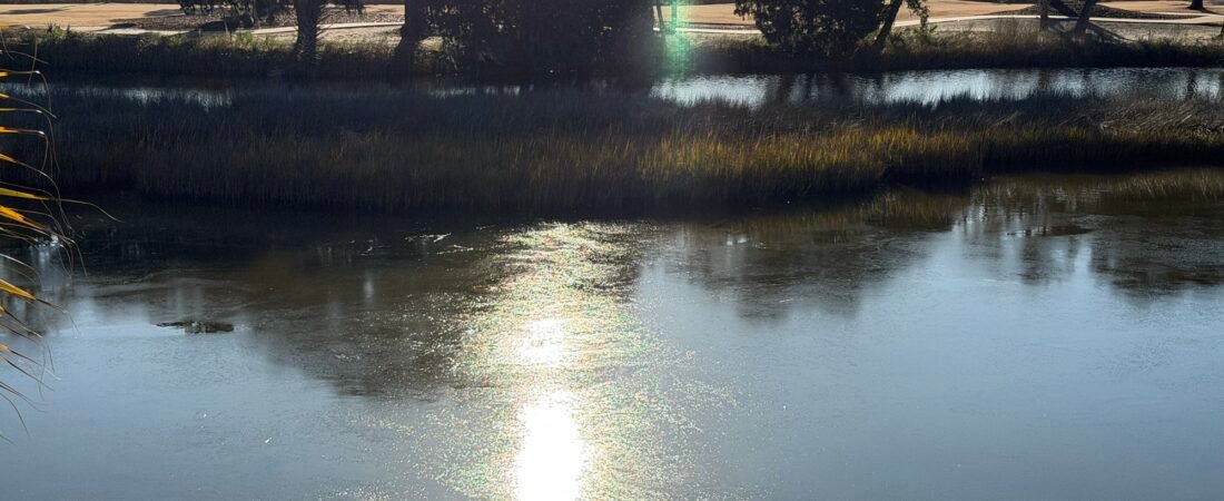 Did you know?  How herons, egrets, and ducks stay warm in cold water.