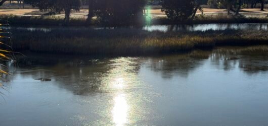 Did you know?  How herons, egrets, and ducks stay warm in cold water.