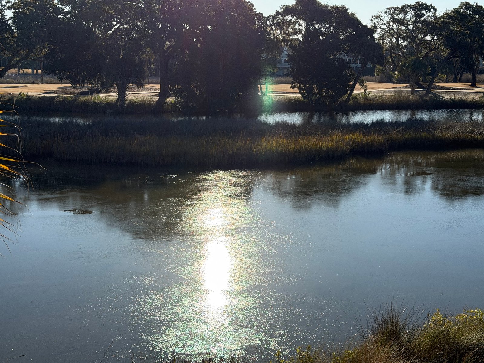 Do you know? How herons, egrets, and ducks stay warm in cold water.