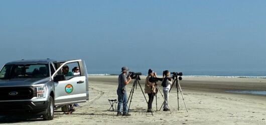 Join SIB: Shorebird Walk on North Beach with Cami Duquet, SCDNR
